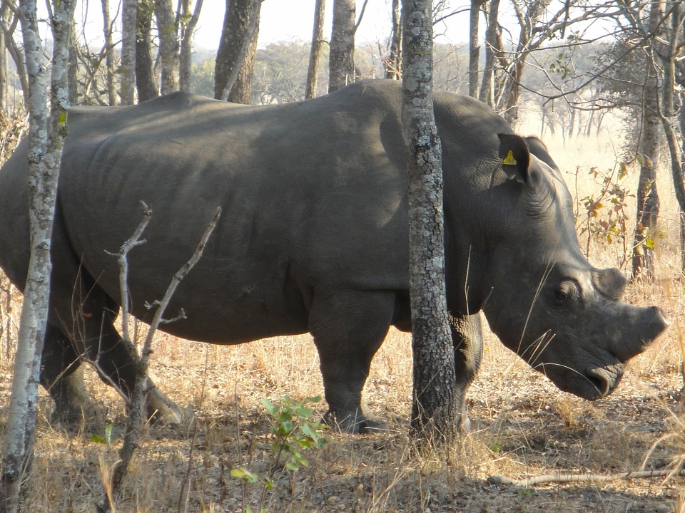 Africa outside wildlife