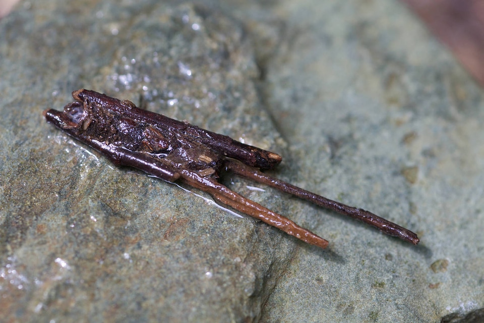 Aquatic invertebrate larvae in wood and leaf case -1