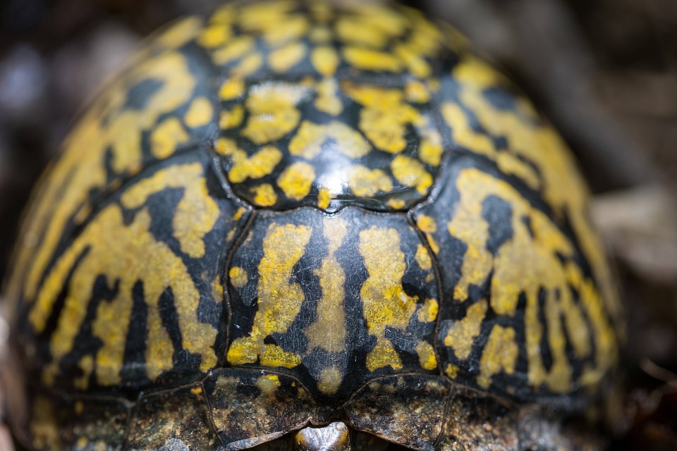 Eastern box turtle-1