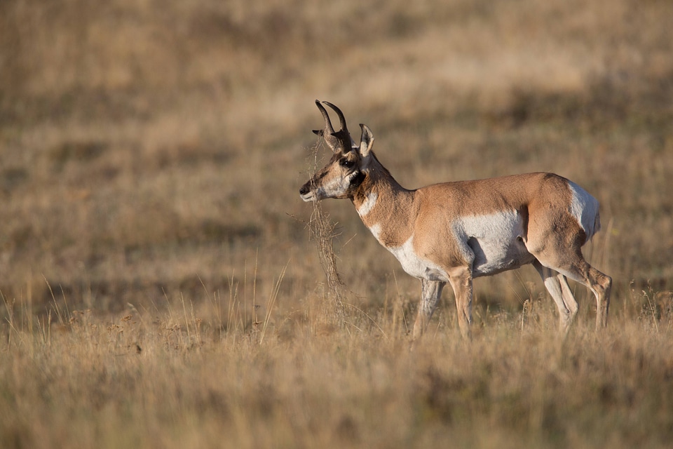 Pronghorn Antelope buck with vegetation on horns-2