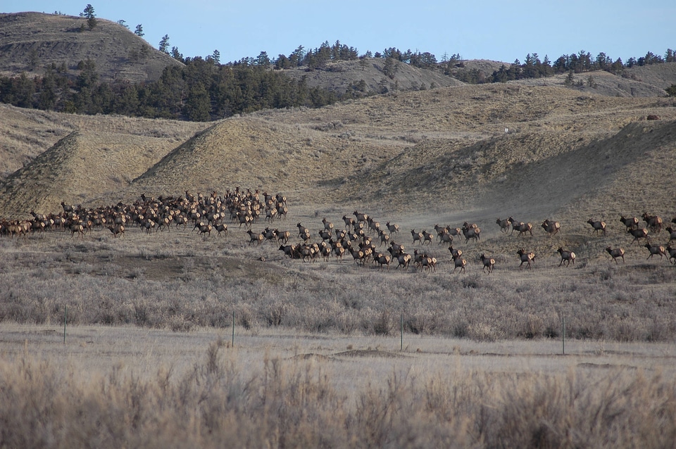 Rocky Mountain elk herd in a field of Winter Cottonwoods