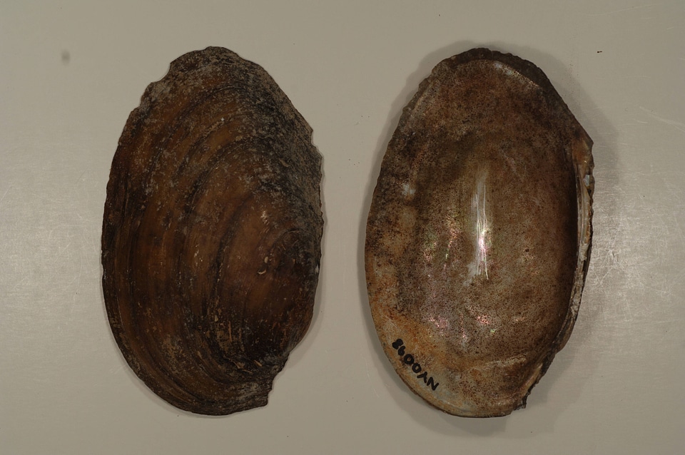 Leptodea fragilis-1