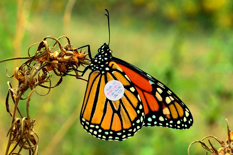 Monarch butterfly with tag