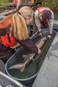 USFWS Fisheries workers-1