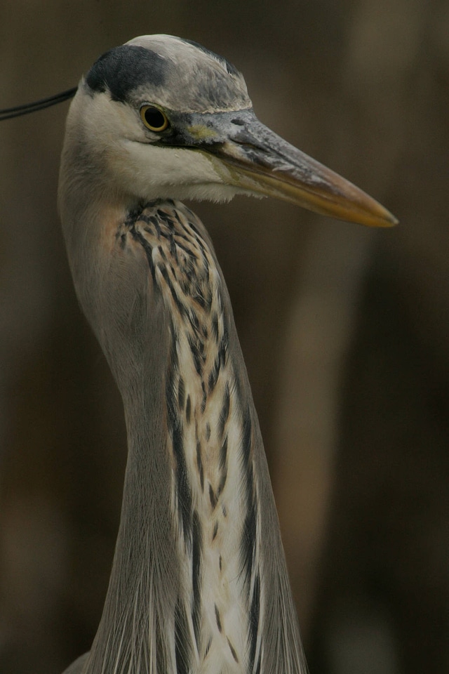 Great Blue Heron-1
