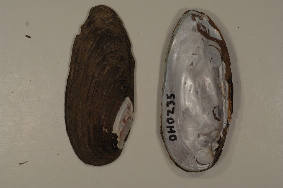 Elliptio dilatata-1