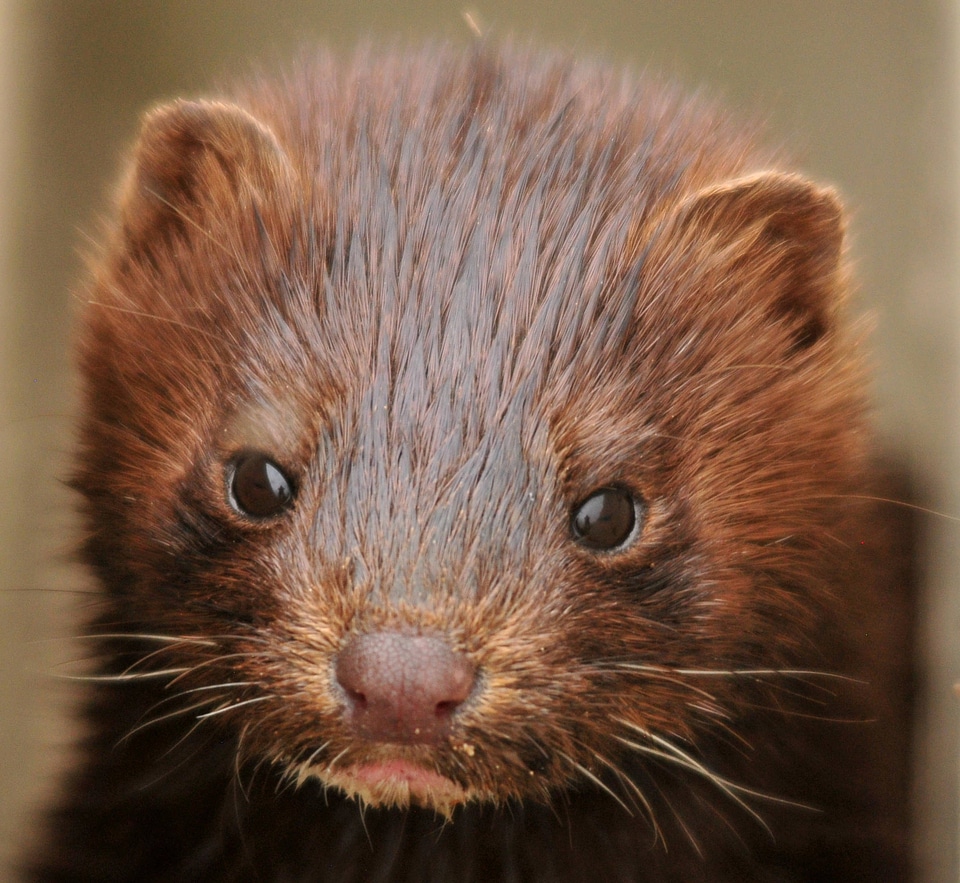 Young mink on Seedskadee National Wildlife Refuge