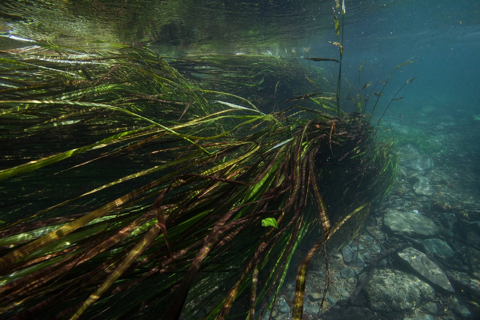 Underwater shot of Texas Wild Rice