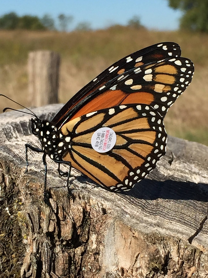 Monarch butterfly tagging