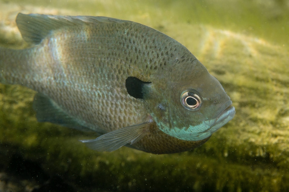 Bluegill on nest-4