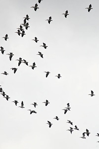 American White Pelican flock-9