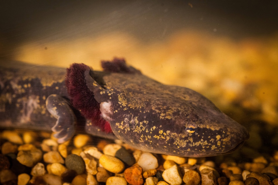 Mudpuppy in captivity-8