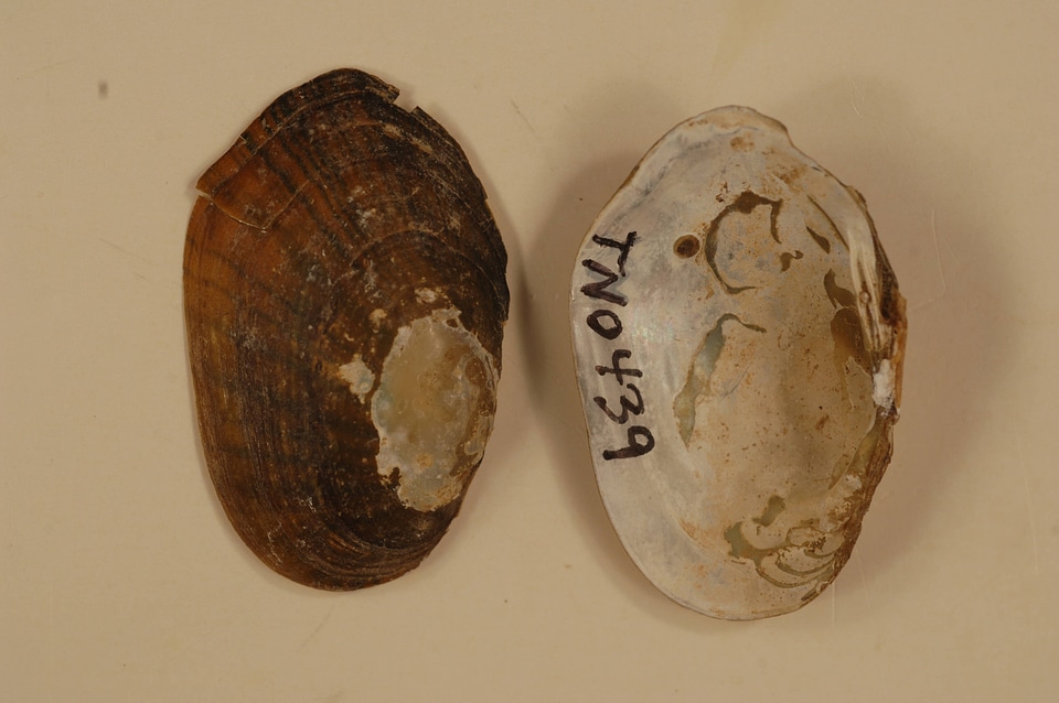 Villosa constricta-10