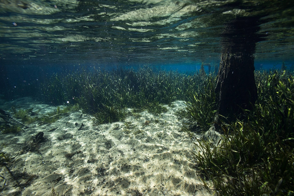 Bald cypress roots and eelgrass-4
