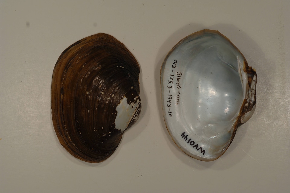 Lampsilis cardium-1