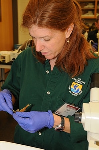 Service employee learning fish identification skills photo