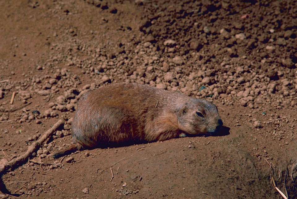 Black-tailed prairie dog