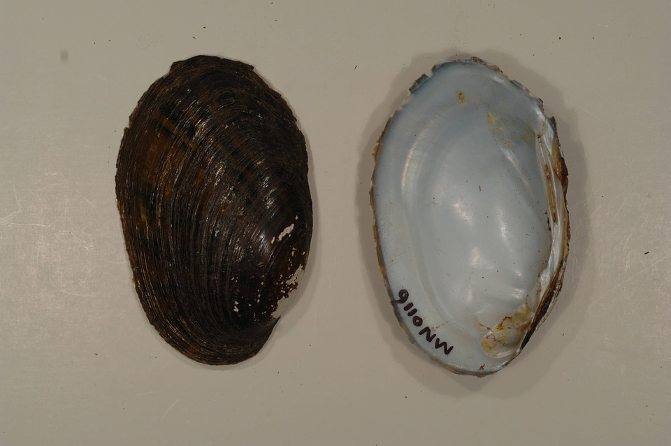 Ortmanniana ligamentina-1
