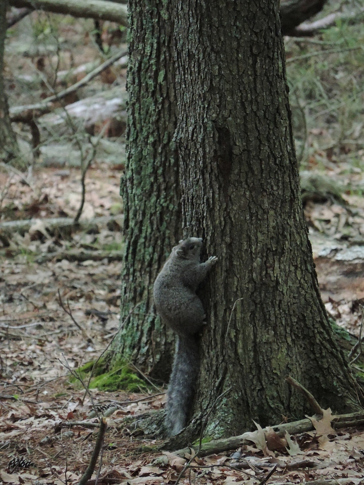 Delmarva Peninsula fox squirrel-5