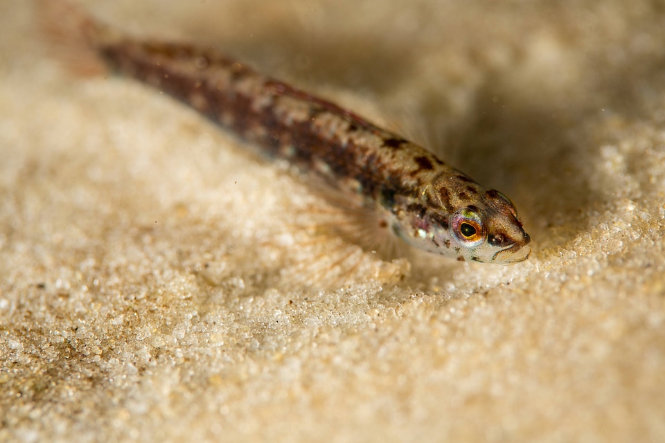 Okaloosa darter-1