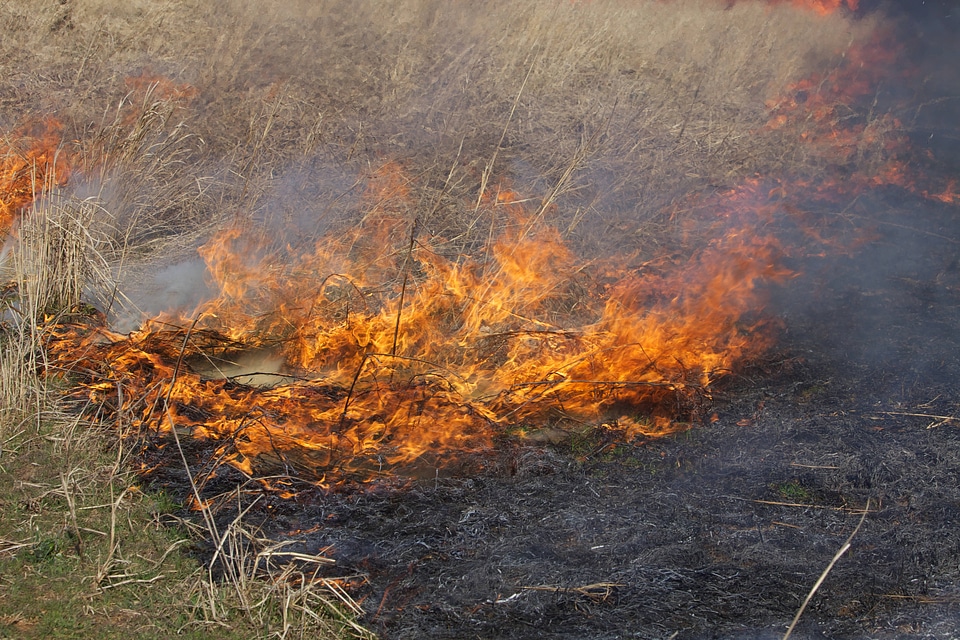Burning field-3
