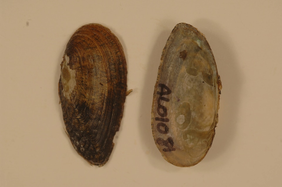 Medionidus acutissimus-6