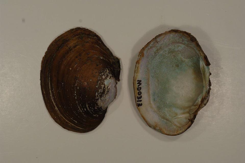 Lampsilis sp.-7