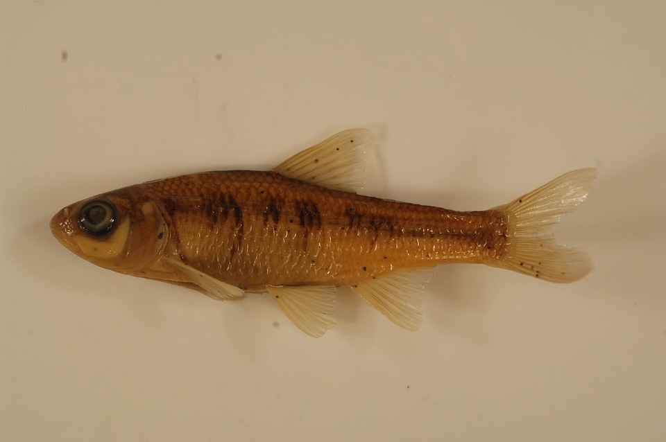 Luxilus cerasinus