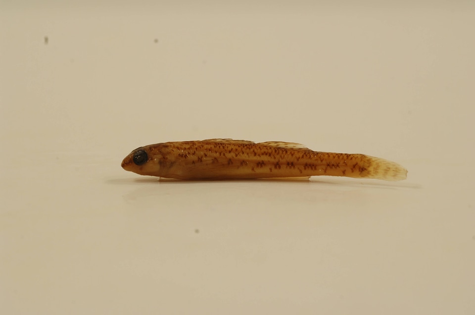 Etheostoma nigrum-5