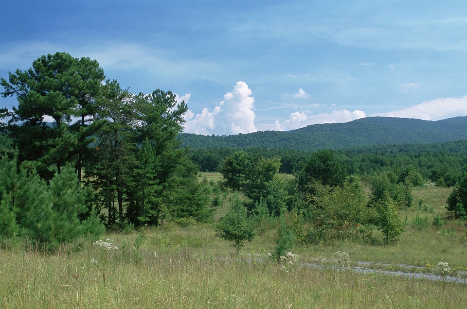 Mountain Longleaf National Wildlife Refuge