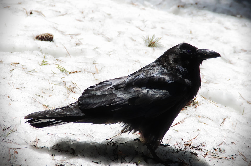 Snow winter black