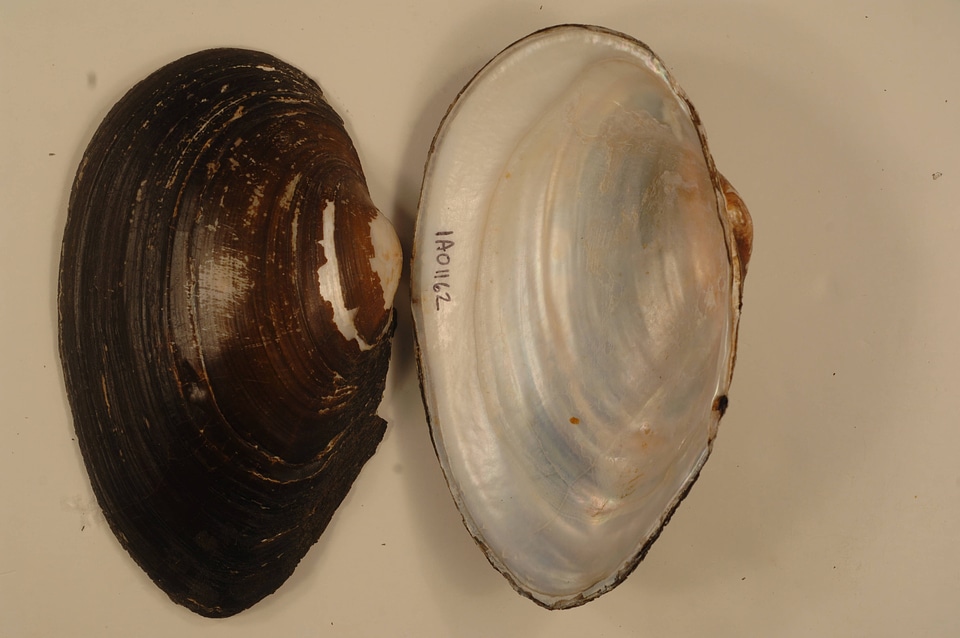Pyganodon grandis-3