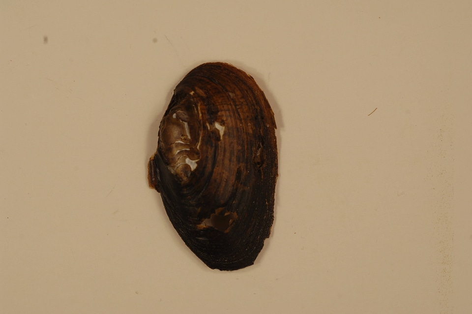 Pleuronaia gibbera (outside)