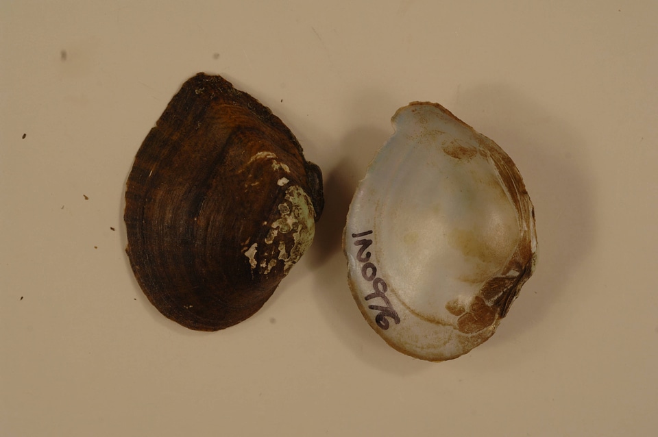 Truncilla truncata-2