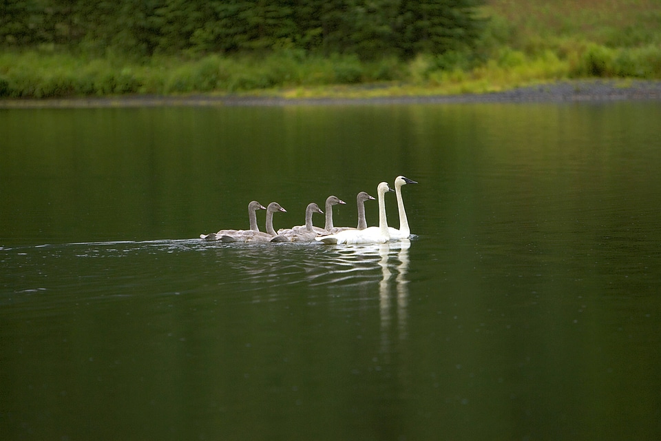Trumpeter swan family