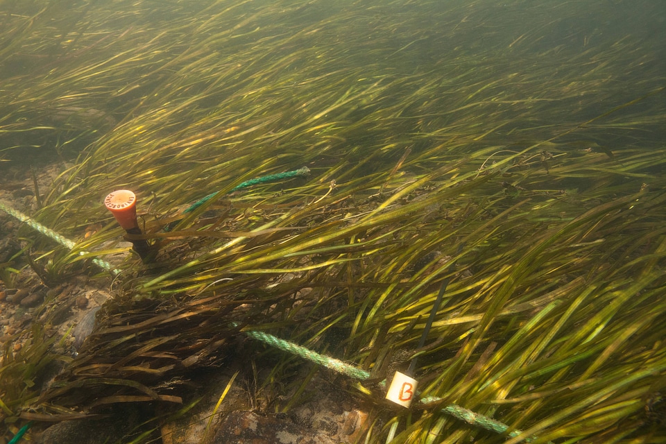 Survey markers of Endangered freshwater mussel habitat