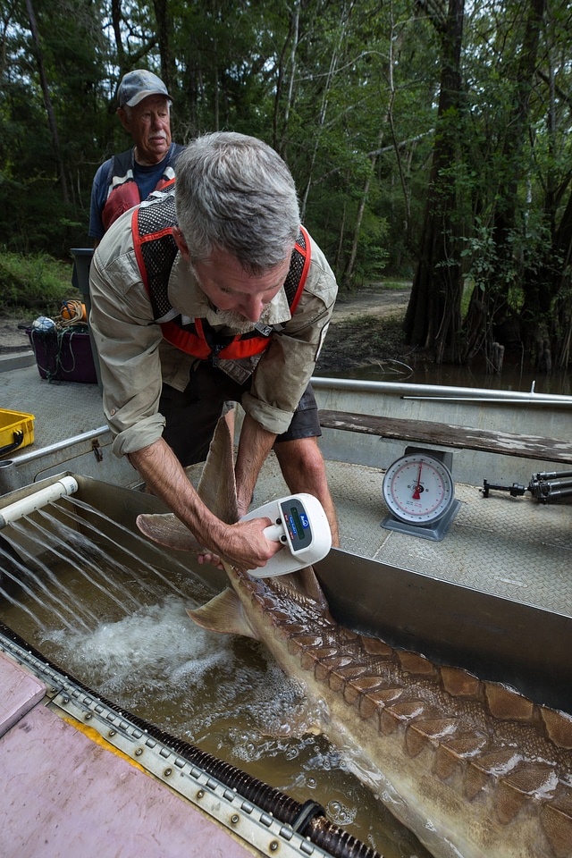Fisheries biologist processes Gulf sturgeon