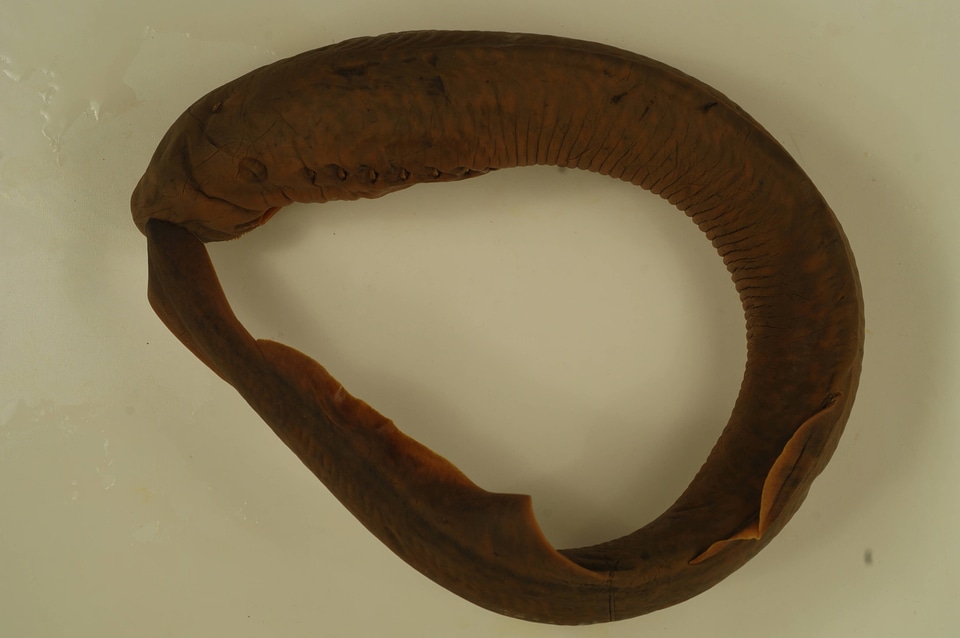 Petromyzon marinus-1