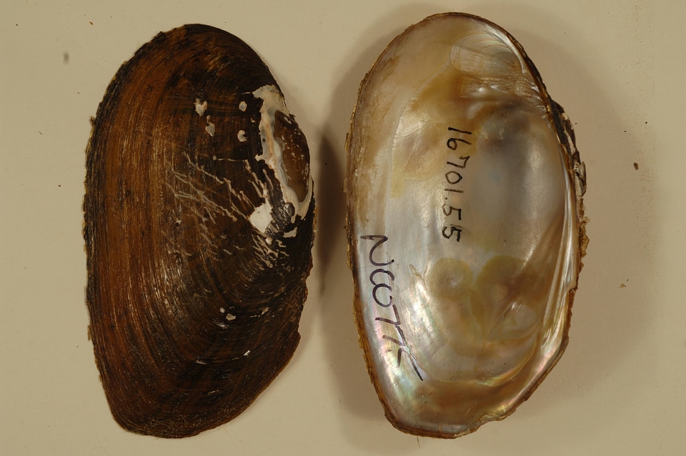 Elliptio congaraea