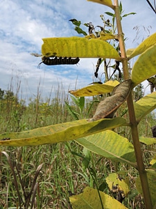 Monarch caterpillar on milkweed-1