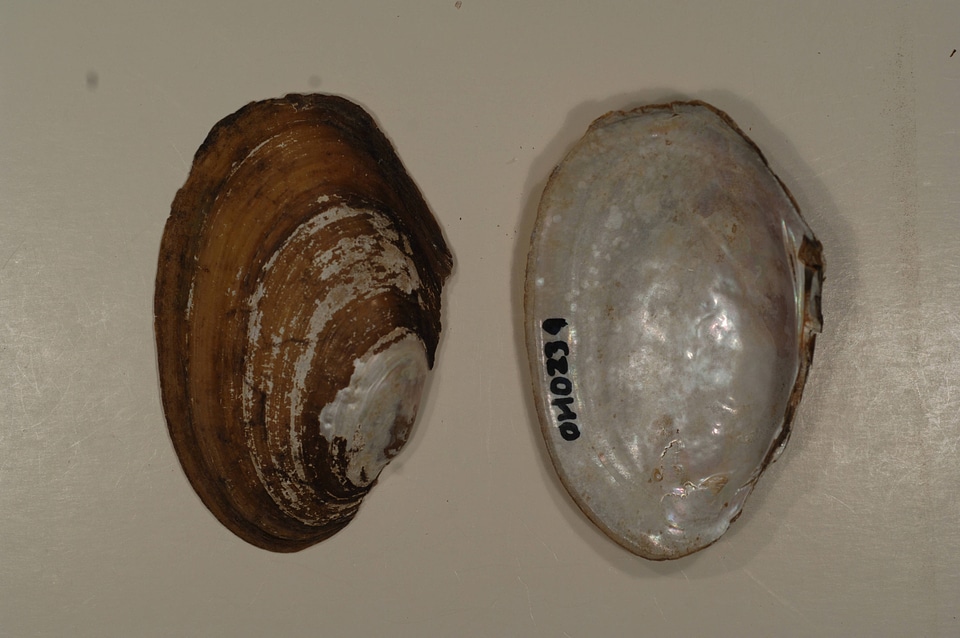 Leptodea fragilis-1