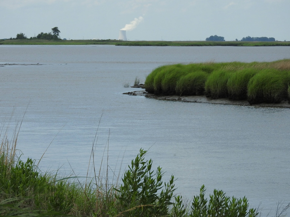 Wetland along the Wildlife drive-1