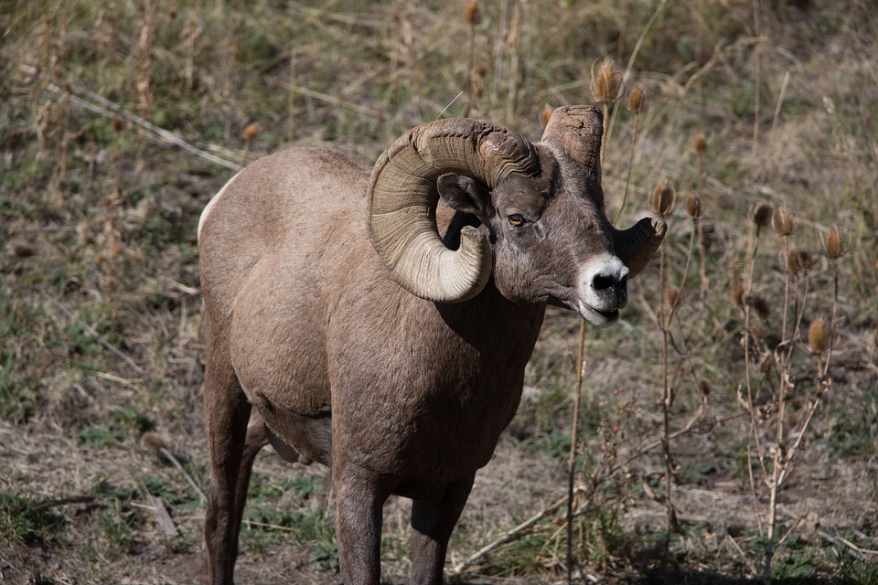 Rocky Mountain Bighorn sheep close-up-2