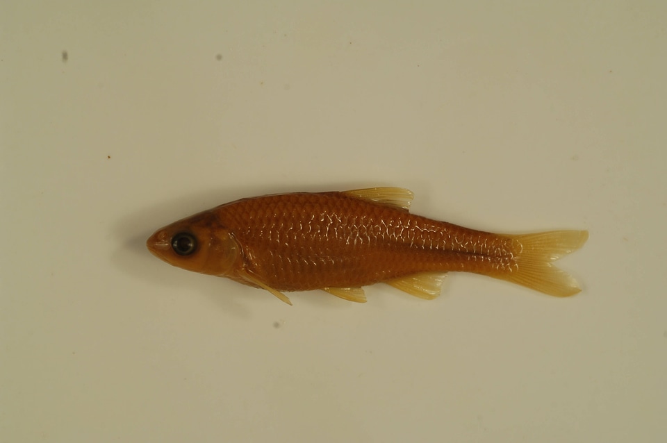 Cyprinella analostana-6