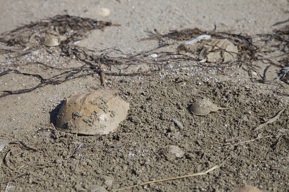 Horsehoe crab on shore at Monomoy NWR