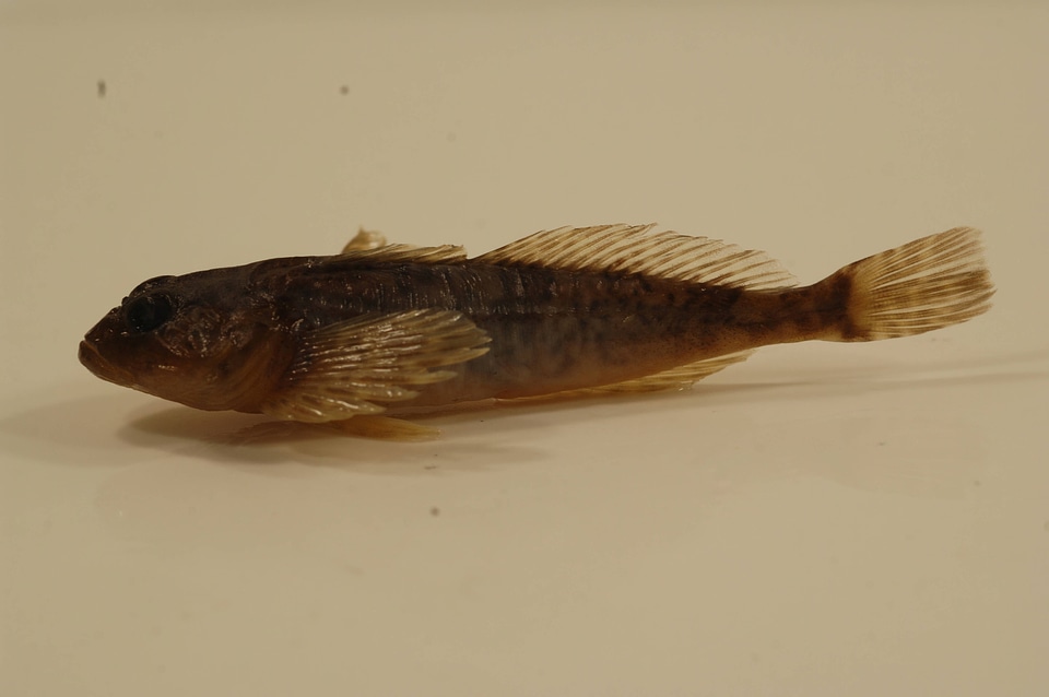 Cottus rhotheus