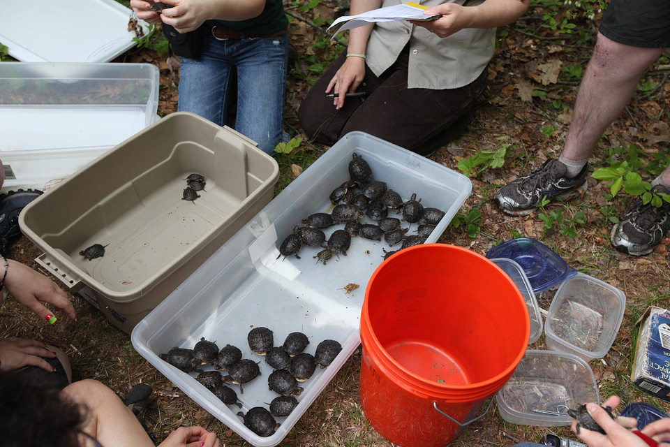 Blanding's turtle release-2