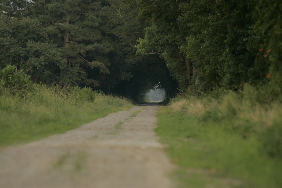 Dirt road leading into a forest