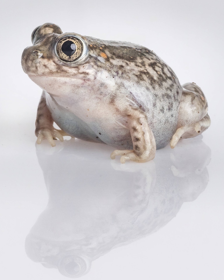 Plains spadefoot toad-1