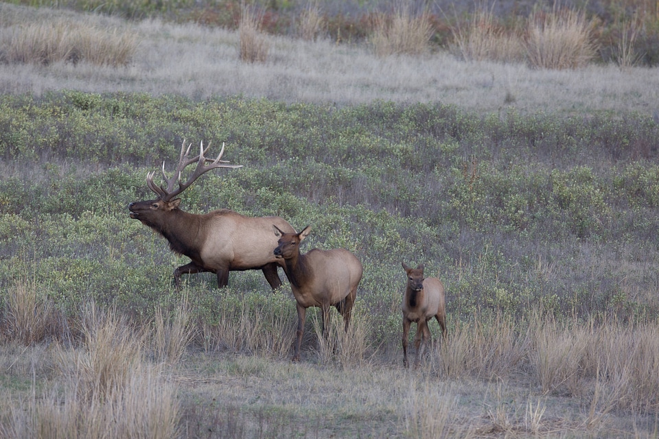 Bull Elk, cow and calf